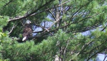 Fifty years ago, there were fewer than forty nesting pairs of bald eagles in Maine. Today, there are more than 700. Courtesy of Allison Wells #bird-column, #jeff-and-allison-wells, #boothbay-register, #birds, #maine, #bald-eagles