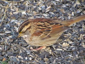 #bird-column, #Boothbay-Register, #jeff-and-allison-wells, #birds, #maine