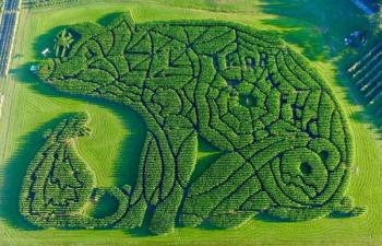 The “Charlotte’s Web” maze created at Treworgy Farm. Courtesy of FB page