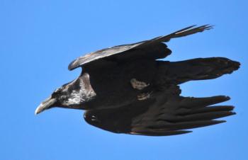 Ravens are larger than crows and have a larger, longer bill and a wedge-shaped rather than squared-off tail. Photo by Tom Koerner/USFWS courtesy of Wikimedia Commons.