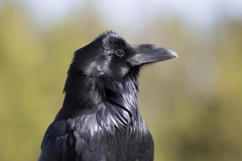 The common raven became not so common after decades of habitat loss and human persecution but the species has regained much of its former range and has become more widespread in Maine over the last 50 years. Photo by Neal Herbert/National Park Service courtesy of Wikimedia Commons. #bird-column, #boothbay-register, #jeff-and-allison-wells, #birds, #maine, #raven, #crow