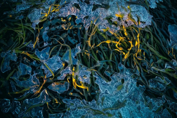 Olga Merrill starts with a concept or vision and works meticulously — sometimes for months — to produce the final image.
Courtesy of Maine Art Gallery Olga Merrill