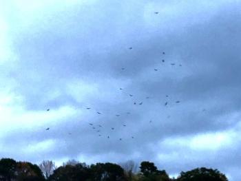 A massive swirling flock of turkey vultures heading to roost, observed by the authors while walking their dog. Courtesy of Jeff Wells #bird-column, #boothbay-register, #jeff-and-allison-wells, #birds, #maine, #birding, #birdwatching