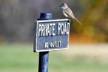 Flycatchers are typically associated with spring and summer here in Maine, since they eat primarily insects. But rare species like this visiting ash-throated flycatcher are prone to show up in the fall. Courtesy of Ethan Whitaker #bird-column, #boothbay-register, #Jeff-and-Allison-Wells, #birds, #maine, #ash-throated-flycatchers