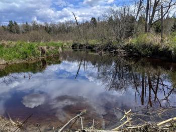 The parcel protects wetlands and over 700’ of frontage along the Goose River, storing carbon and providing flood control and habitat for wildlife. Courtesy of Midcoast Conservancy
