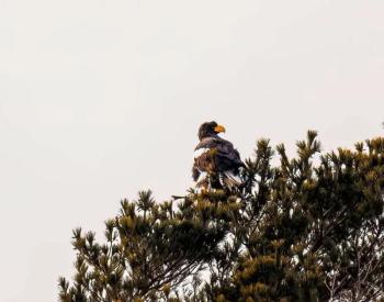 Sea-eagle spotted Jan. 23. Norman Bedard photo