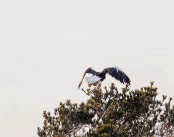 Sea-eagle spotted Jan. 23. Norman Bedard photo