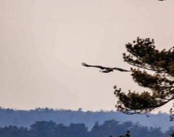 Sea-eagle spotted Jan. 23. Norman Bedard photo