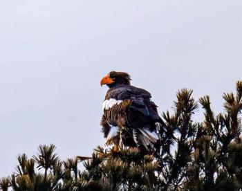 Sea-eagle spotted Jan. 23. Norman Bedard photo