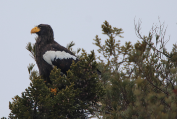 Most of the world’s Steller’s sea-eagles breed on and near the Kamchatka Peninsula of Russian Siberia and winter south to northern Japan. Prior to this individual’s wanderings, the closest appearance of Steller’s sea-eagle to Maine was in Alaska. Courtesy of Zachary Holderby