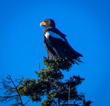 Sea-eagle at Spruce Point, Boothbay Harbor Jan. 16. Mike Talon (Old Town) photo