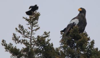 Perhaps the most globally rare bird to have appeared in Maine is the one that is all over the news recently: Steller’s sea-eagle. Courtesy of Zachary Holderby. #bird-column, #Steller’s sea-eagle, #jeff-and-allison-wells, #Boothbay-register, #birds, #maine