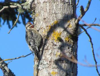 During this year’s count, Jeff and his two fellow birders tallied 43 species including 4 that were new to count. This yellow-bellied sapsucker was one of them. Courtesy of Jeff Wells. #bird-column, #Boothbay-Register, #jeff-and-allison-wells, #birds, #Maine, #Matinicus