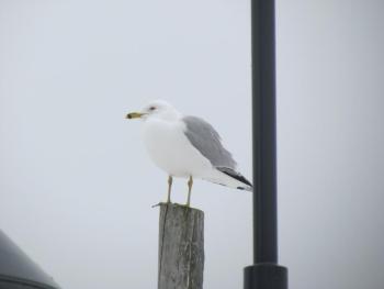 The ring-billed gull is common here in Maine, unlike the common gull which looks quite similar. Ring-billed gulls are often found inland, far from the sea. Courtesy of Jeff Wells. #bird-column, #gulls, #sea-eagle, #jeff-and-allison-wells, #Boothbay-register, #birds, #maine
