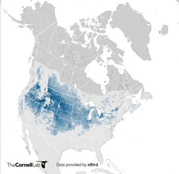 Rough-legged hawks winter across southern Canada and the northern United States, with highest numbers in the western and midwestern parts of the wintering range. (Map courtesy of eBird, Cornell Lab of Ornithology.) #bird-column, #boothbay-register, #Jeff-and-Allison-Wells, #birds, #maine, #rough-legged-hawk