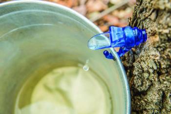Maple tree tapping: Did you know there are 250 licensed maple products producers in the state?