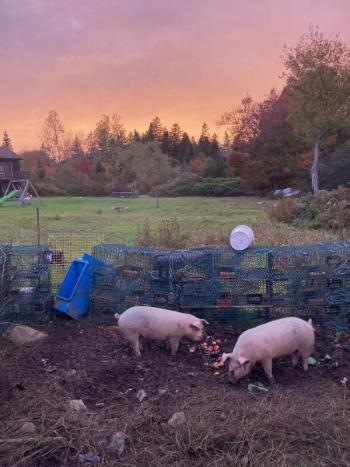 First place Student category: “Island Pigs” by Helen Davis. Courtesy of MPS