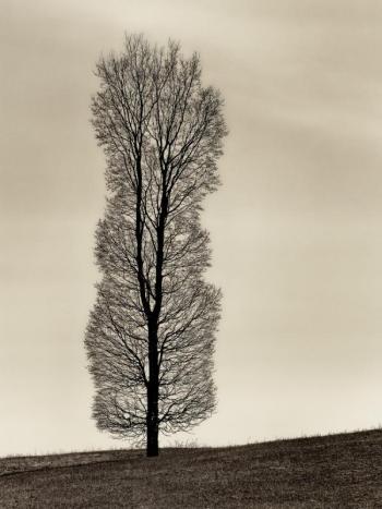 First place B&W: Allen Cairns’ “Strong and Tall.” Courtesy of MPS