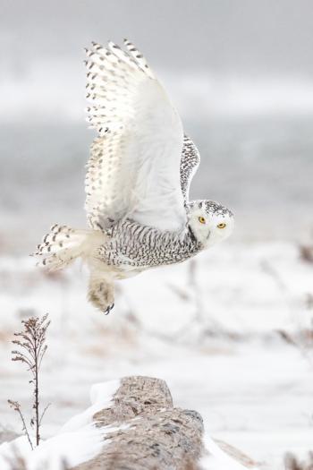 The stunning Best of Show photograph “Arctic Visitor” by Hallowell-based photographer Jennifer Bechard. Courtesy of MPS