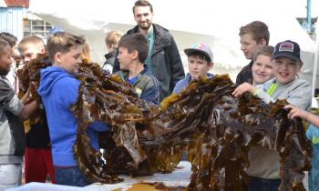 Boothbay Region elementary students display their seaweed May 5 grown as part of a Boothbay Sea and Science experiment. BILL PEARSON/Boothbay Register