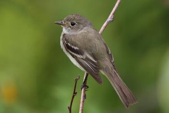 The alder flycatcher (shown here) and willow flycatcher look virtually identical but the alder flycatcher occurs across northern Canada while the willow flycatcher occurs mostly in the U.S. Photo by Cephas courtesy of Wikimedia Commons. #bird-column, #jeff-and-allison-wells, #birds, #maine, #boothbay-register, #alder-flycatcher