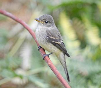 The willow flycatcher looks remarkably similar to the alder flycatcher but its snappy "fitz-bew" song is very different from the song of the alder flycatcher. Photo by VJAnderson courtesy of Wikimedia Commons. #bird-column, #jeff-and-allison-wells, #birds, #maine, #boothbay-register, #willow-flycatcher