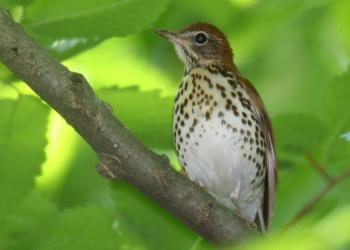 #bird-column, #boothbay-register, #Jeff and Allison Wells, #birds, #maine, #wood thrush