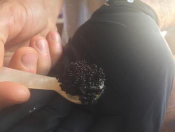Black masago caviar bump served on a Japanese spoon. LISA KRISTOFF/Boothbay Register