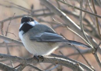 The beloved black-capped chickadee makes a number of sounds, but its song is a simple two- or three-noted whistle, often denoted as “fee-bee” or “fee-bee-ee.” Courtesy of Jeff Wells. #bird-column, #jeff-and-allison-wells, #birds, #maine, #boothbay-register