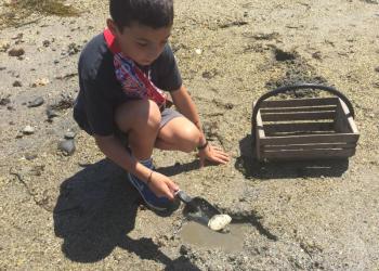 First live clam of the day - there were quite a few that had passed on. LISA KRISTOFF/Boothbay Register