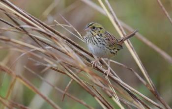 #bird-column, #Jeff and Allison Wells, #birds, #boothbay register, #maine, #henslow’s sparrow