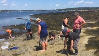 Burnt island mudflats - they can dig it. LISA KRISTOFF/Boothbay Register