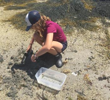 Olivia begins her dig. LISA KRISTOFF/Boothbay Register