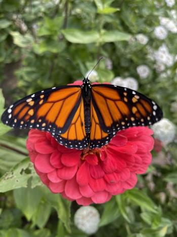 Sally Bullard photo