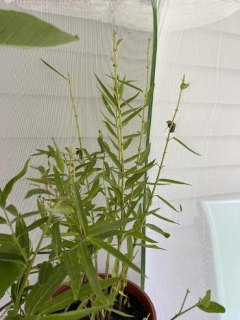 Caterpillars in the habitat with milkweed. Sally Bullard photo