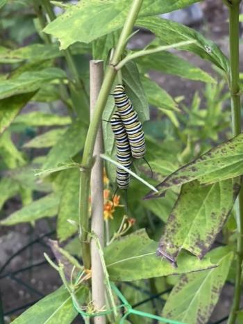 First caterpillars spied on milkweed. Sally Bullard photo