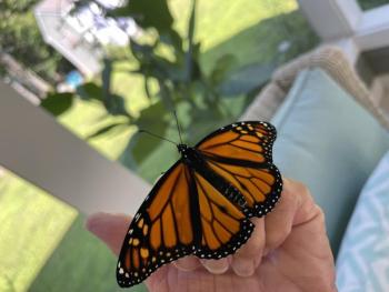 Male monarch born in Farmingdale under the care of Sally Bullard in 2022. Courtesy photo