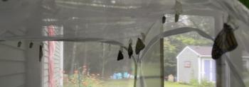 Four newborn monarchs dry their wings in the habitat in the screened-in porch. Sally Bullard photo