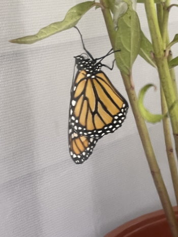 Drying wings one hour after birth. Sally Bullard photo