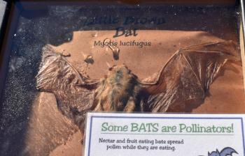 The teaching bat at Pollination Station. LISA KRISTOFF/Boothbay Register