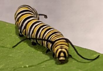 The caterpillar that will become a Monarch butterfly. Julie Roberts photo