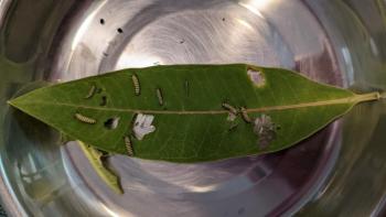 Wee caterpillars. Julie Roberts photo
