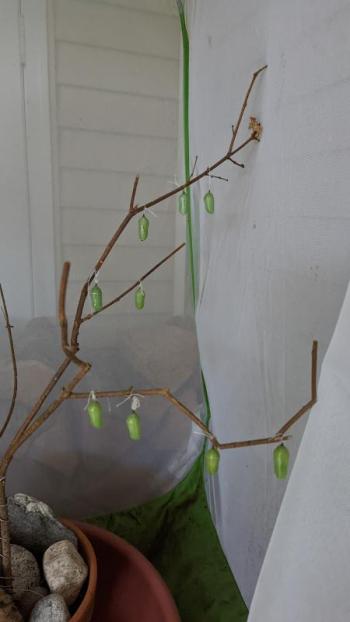 Chrysalises Julie Roberts hung with dental floss. Julie Roberts photo