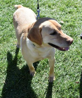 It’s not a fair or festival without the pupsters! LISA KRISTOFF/Boothbay Register