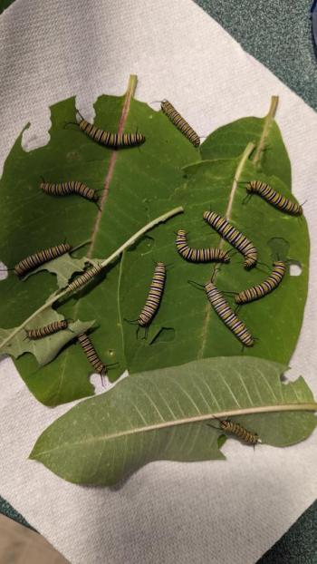 Feasting caterpillars. Julie Roberts photo