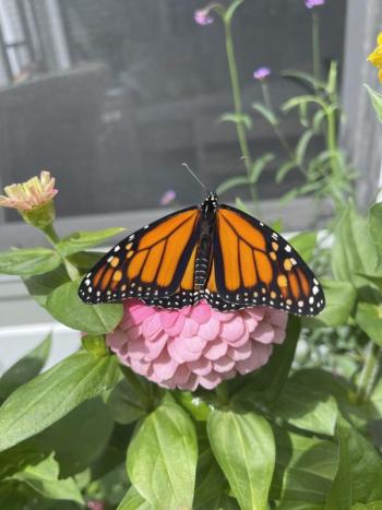 One of Sally Bullard’s female monarchs in the garden. Courtesy of Sally Bullard