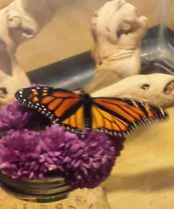 “Monday,” the Roberts family’s first monarch butterfly born three years ago was named by youngest daughter, Olivia. Guess what day the Monarch was born? Julie Roberts photo