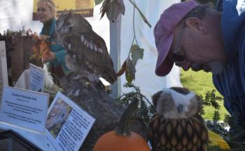 Willow L. Moon, rescued eastern screech owl, was at the festival with her rescuer, Dan Weekes of Pollination Station. LISA KRISTOFF/Boothbay Register