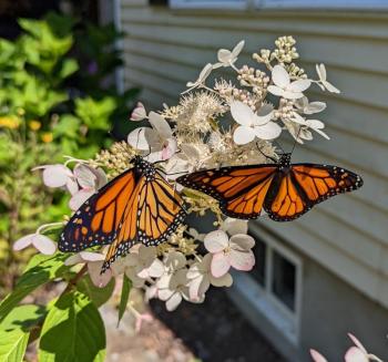 Baby monarchs freed into the yard of Julie and Paul Roberts and family. Julie Roberts photo