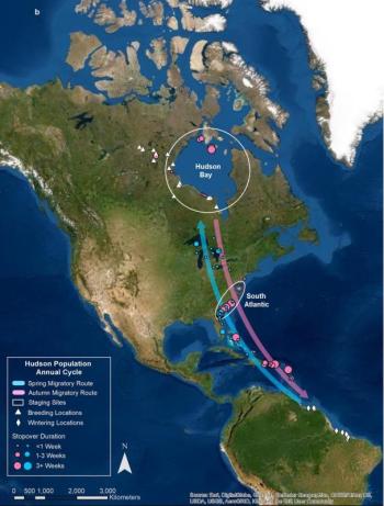 Map showing stylized migratory routes (blue in spring, pink in fall) of population of whimbrels that breed around Hudson Bay. Map from scientific publication by Watts et al. (2021). The annual cycle for whimbrel populations using the Western Atlantic Flyway. PLoS ONE 16(12): e0260339. https://doi.org/10.1371/journal.pone.0260339 #bird-column, #Jeff and Allison Wells, #boothbay register, #maine, #whimbrel